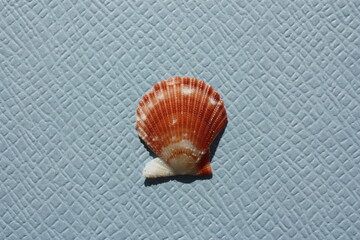 Seashell of bivalve mollusc ornate scallop (Caribachlamys ornata) on a blue background. Place of find: Atlantic Ocean, Cuba, Varadero