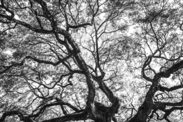 Black and white detailed image of historic Angel Oak tree