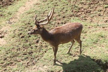Deer with horns standing in captivity on a sunny day
