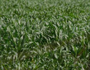 Obraz premium corn or soybean plantation, agriculture