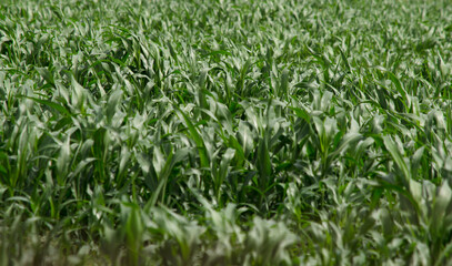 soybean plantation, extensive agriculture and monoculture