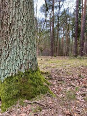 Naklejka premium konar drzewa z mchem w tle zielony las