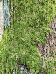 zielony mech na konarze drzewa