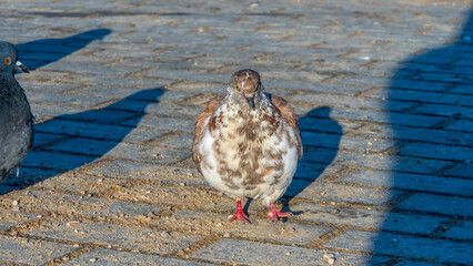 Close-up of pigeons on asphalt in cold weather. Pigeons are waiting for feeding from people.