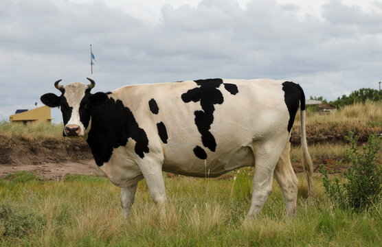 white cow with black spots, in the field