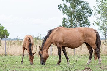 caballos criollos