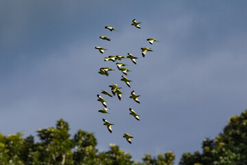 Perico, pihuicho,  catita versicolor (Brotogeris versicolurus) en forma de 8, infinito o ADN.