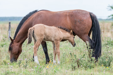 Fototapeta premium caballos criollos