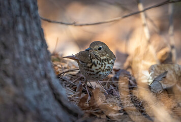 A hermit thrush searches for food around the base of a tree 