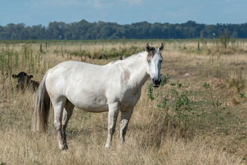 Obraz premium caballos criollos