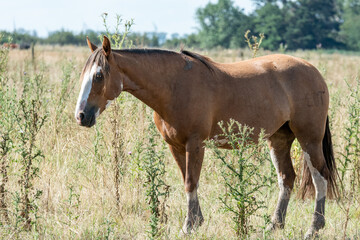 Obraz premium caballos criollos