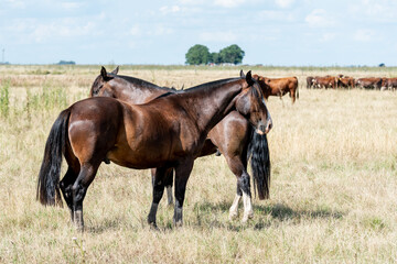 Obraz premium caballos criollos