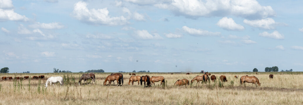 caballos criollos