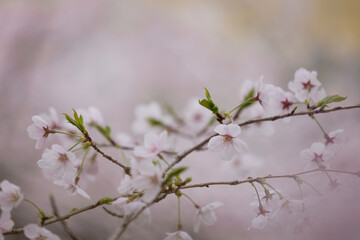 桜、春爛漫（cherry blossom）
