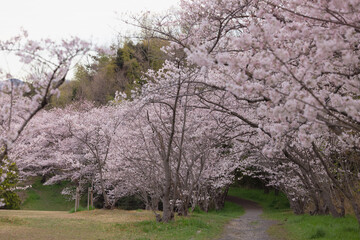 桜、春爛漫（cherry blossom）