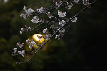 桜、春爛漫（cherry blossom）