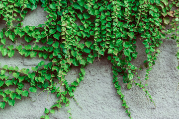 Ivy on a concrete wall. Free space for an inscription.