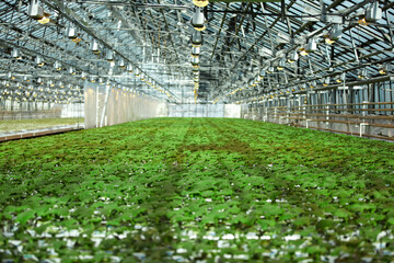 Fototapeta premium greenhouses