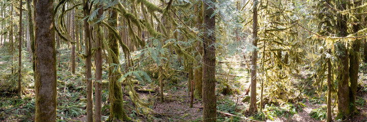 Moss and other lush epiphytic growth cover the old-growth forest found near Mount Hood, Oregon....