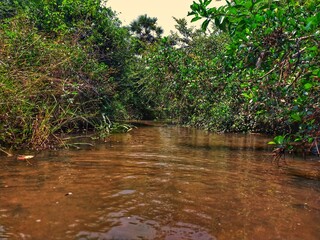 the river in the forest