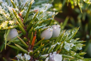 Eiskristalle an Wacholderbeeren 