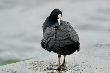 EURASIAN COOT in the sea shore