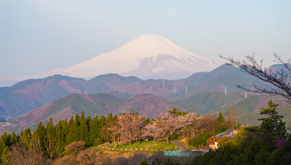 冠雪した富士山と桜
