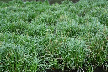 Carex dispalata. Cyperaceae perennial plants.
It grows in ponds and wetlands and grows in clusters with rhizomes. 