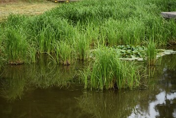 Carex dispalata. Cyperaceae perennial plants.
It grows in ponds and wetlands and grows in clusters with rhizomes. 
