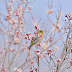 梅とメジロ