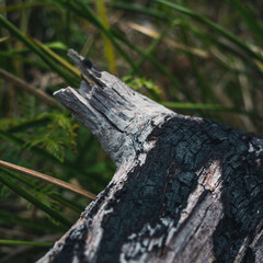 stump in the forest