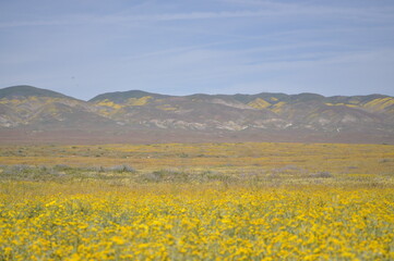 field of yellow flowers and mountain view