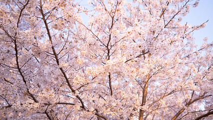 満開の桜と青空