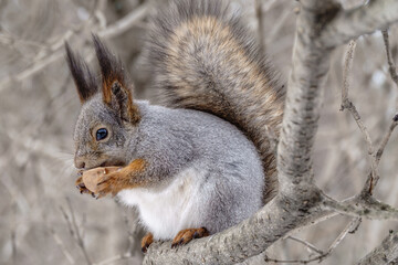 Fototapeta premium The squirrel with nut sits on tree in the winter or late autumn