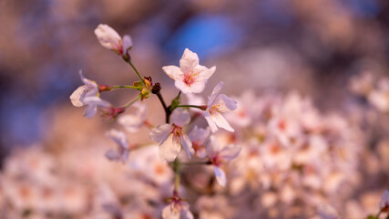 満開の桜