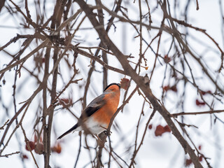 Bullfinch sits on a branch and eats small red apples. The Eurasian or common bullfinch, pyrrhula pyrrhula