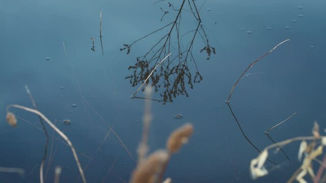 Bright blue tailed dragonfly flying across a pond of blue coloured water with reflections of textured grass in the still water. Filmed outdoors in Australia.
