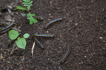 High Angle View Many Keluwing Or Spirostreptus Caterpillars On Wet Soil