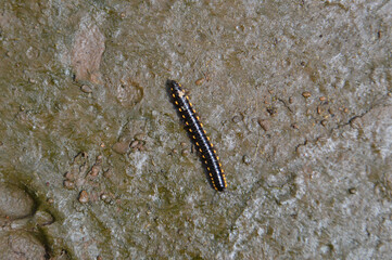 Keluwing Or Spirostreptus Type Of Caterpillar Walking On Mud In Rainy Season