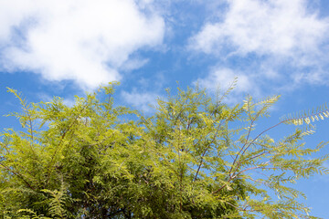 Pé de tamarino, tamarineira