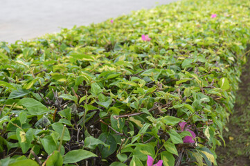 Bougainvillea Flower Plant Leaves Bed In The Garden On Sunny Day