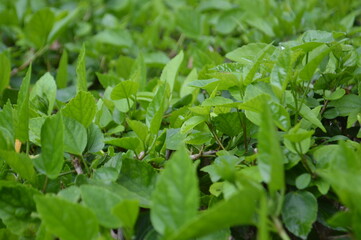 Close Up View Natural Green Hibiscus Leaves In The Garden