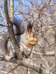 The squirrel with nut sits on tree in the winter or late autumn
