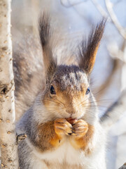 The squirrel with nut sits on tree in the winter or late autumn. Portrait of the squirrel close-up
