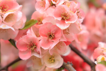 早春に咲いたピンクの木瓜の花