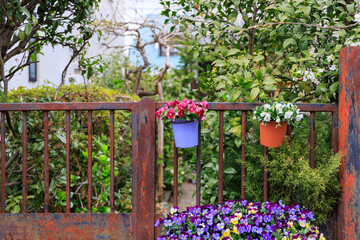 Fototapeta na wymiar 鉄製の錆びた門に飾られた花
