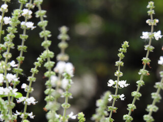 Close-up of several flowering basil branches, illuminated by the morning light, some in focus, some out of focus, forming a kind of lace. Blurred background.