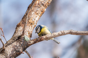 Cute bird, Eurasian blue tit, songbird sitting on a branch without leaves in early spring