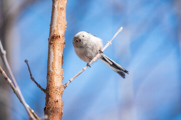 European long-tailed tit, latin name Aegithalos caudatus. A bird sitting on a branch in a deciduous forest.