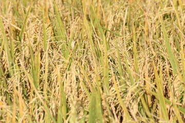 The golden rice fields are germinating and ready to be harvested.